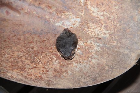 Blond college pige Missy Sex bliver kneppet af en stor sort pik