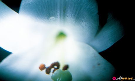 亞洲寶貝 Hitomi Aizawa 展示她的大乳房並獨自擺姿勢