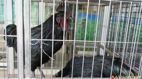 Asian MILF Delima gets her twat stuffed with a dildo in the shower