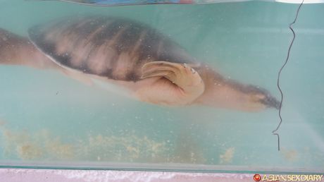 Asian MILF Delima gets her twat stuffed with a dildo in the shower