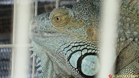 Asian MILF Delima gets her twat stuffed with a dildo in the shower