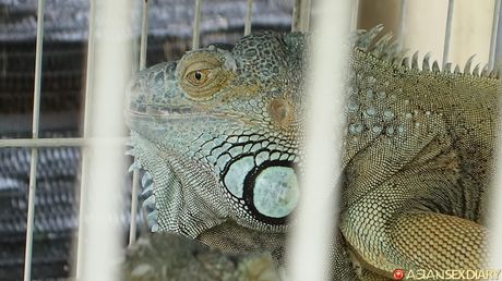 Asian MILF Delima gets her twat stuffed with a dildo in the shower