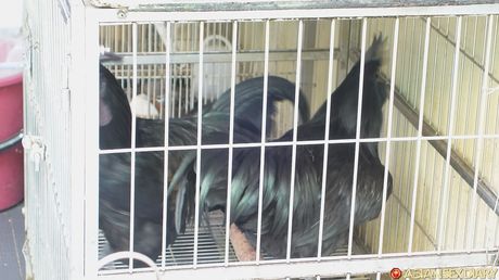 Asian MILF Delima gets her twat stuffed with a dildo in the shower