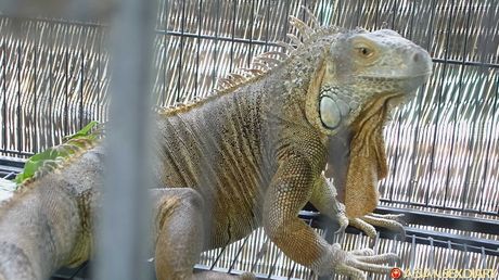 Asian MILF Delima gets her twat stuffed with a dildo in the shower