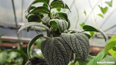 Beautiful american teen Kylie Rocket gets her pussy licked and fucked in the garden